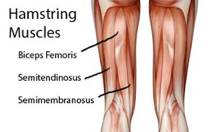 Hamstring28129