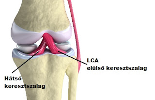 kneeszalag
