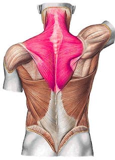 Csuklyásizom csomók, fájdalom és fejfájás 2 musculus trapezius